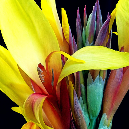 A vivid colour image of a peace lily symbolizing transformation, growth, and positive energy. Used as an icon for the front page of Edgycat Media's website for the heading "Digital Foundations Unleashed".